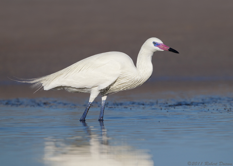 Reddish Egret