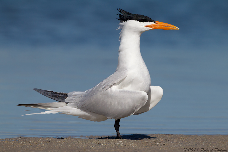 Royal Tern