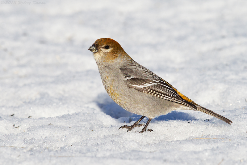 Pine Grosbeak