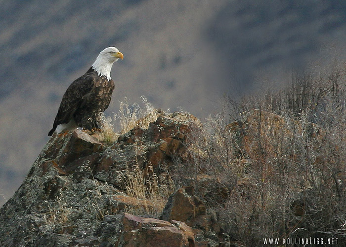 joda_eagle01_web-smaller.jpg