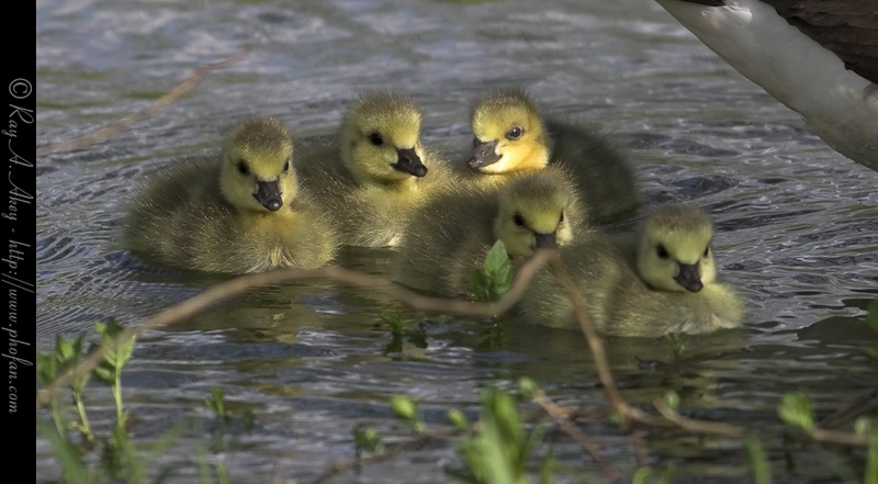 Goslings