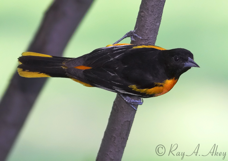 May 30, 2006: Baltimore Oriole