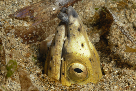 Black-finned Snake Eel
