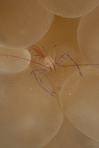 Commensal Shrimp