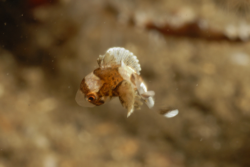 Sweet Lips (Juvenile)