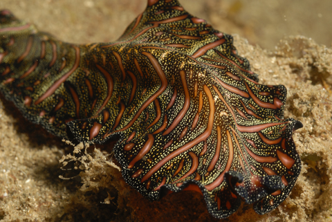 Elegent Flatworm