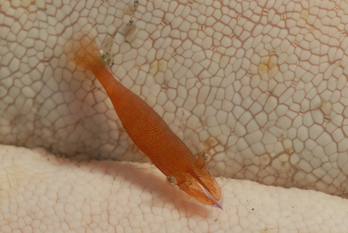 Imperator Commensal Shrimp