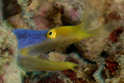 Ribbon Eel