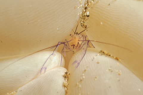 Commensal Shrimp