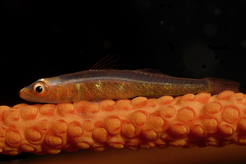 Whip Goby