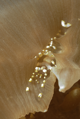 Pepper & Salt Commensal Shrimp