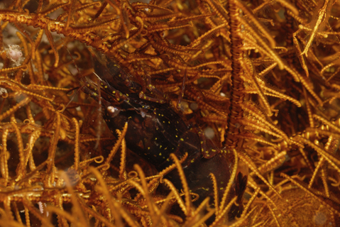 Snapping Shrimp