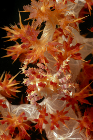 Soft Coral Crab
