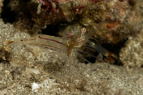 Magnificent Partner Shrimp