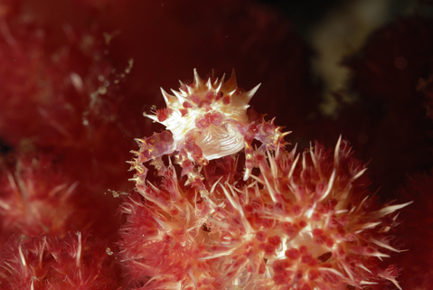 Soft Coral Crab