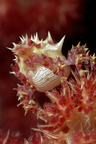 Soft Coral Crab