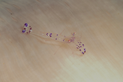 Pepper & Salt Commensal Shrimp