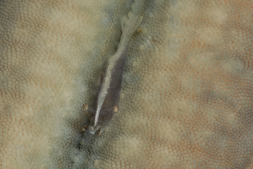 Imperator Commensal Shrimp