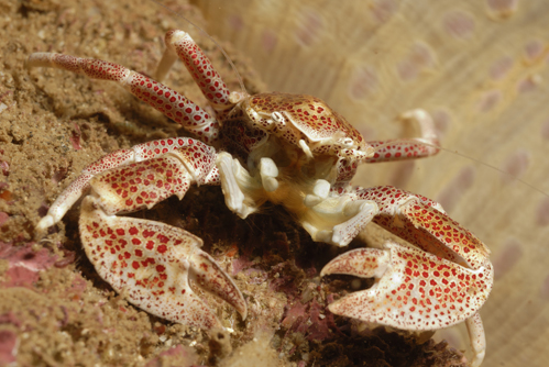 Oshima's Porcelain Crab
