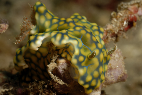 Ceylon gymnodoris