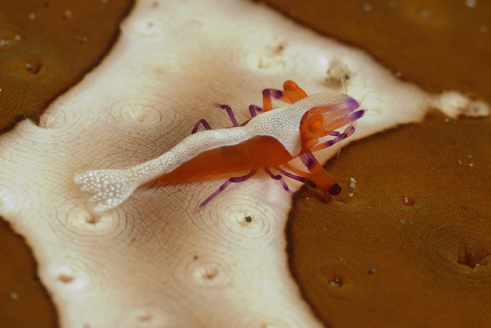 Imperator Commensal Shrimp
