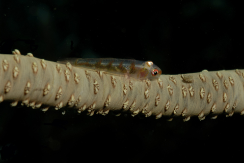 Whip Goby