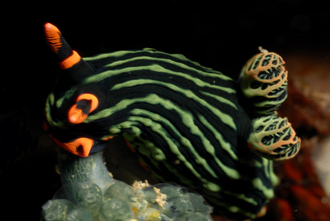 Variable Neon Slug