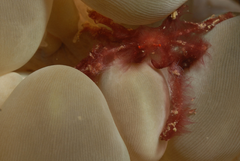 Orangutan Crab