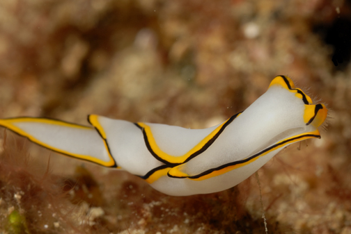 Palid Chelidonura