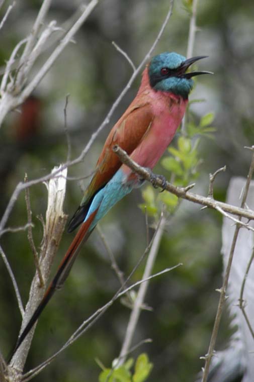 Bee Eater