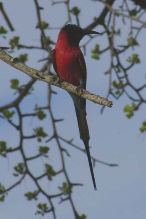 Crimson Bee Eater