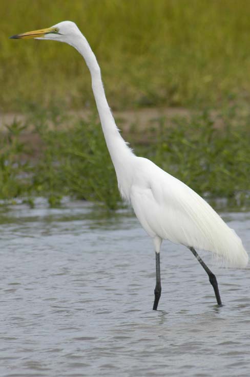 Egret