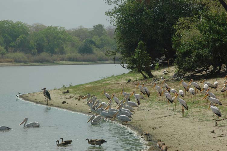 Storks