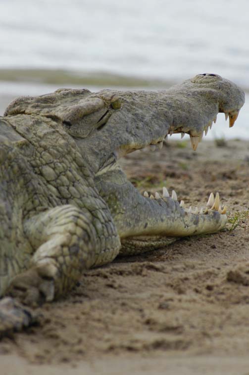 Croc