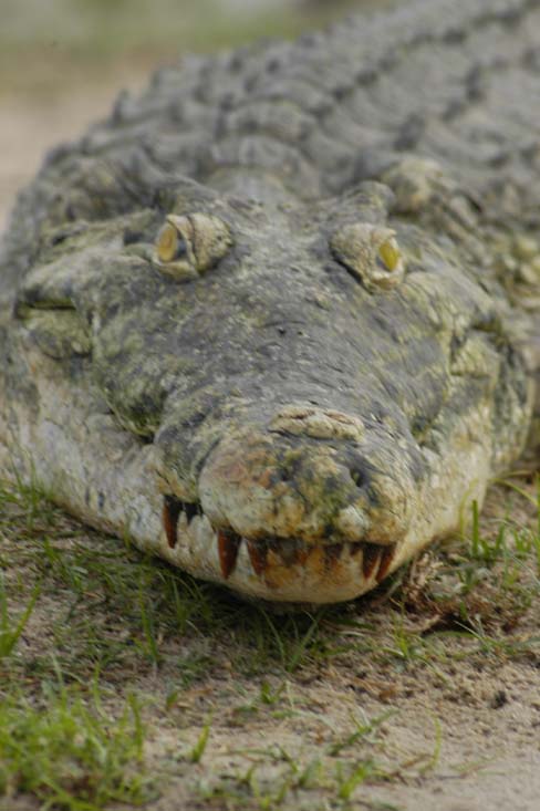 Croc
