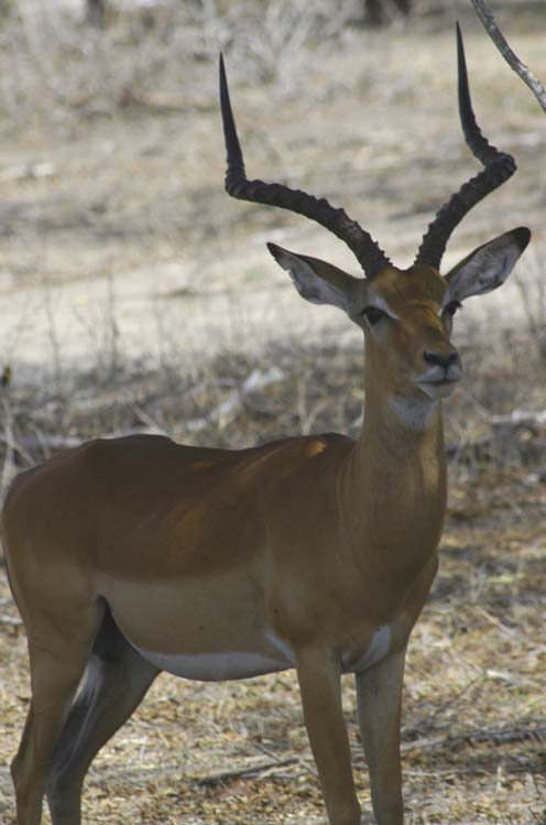  Impala