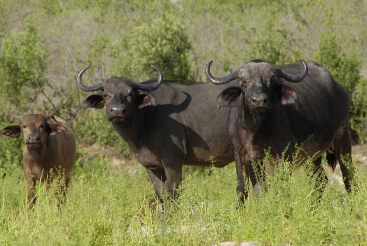  Water Buffalo