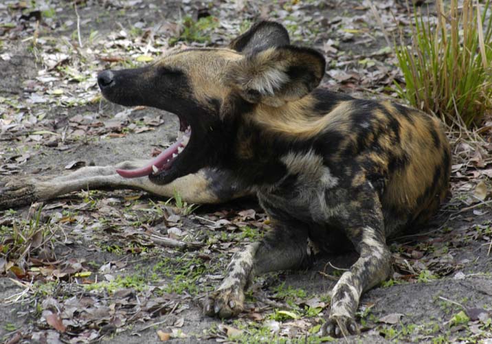 Female Wild Dog