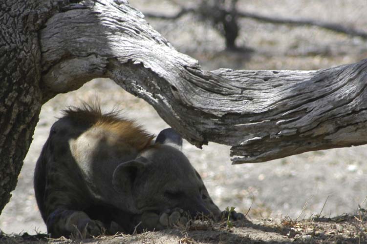 Hyena