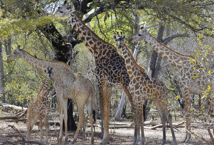 Giraffe Troop