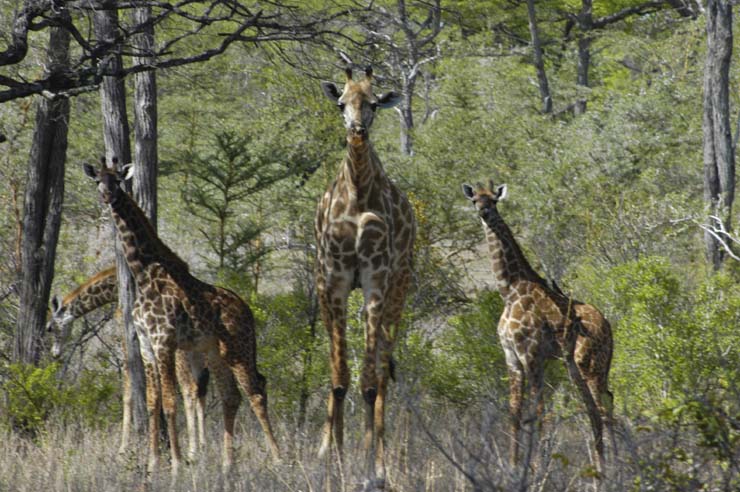 Giraffes