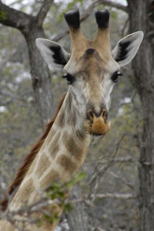 Giraffe