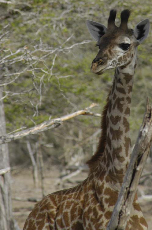 Baby Giraffe
