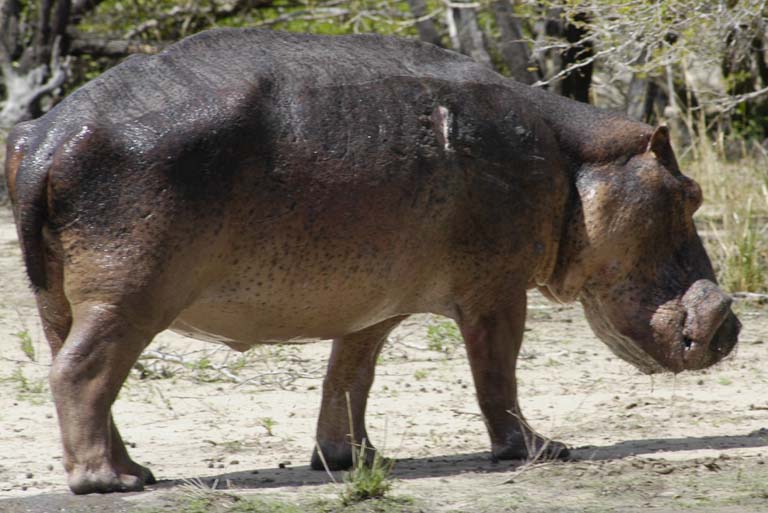 Walking Hippo