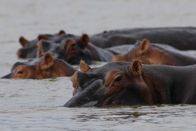 Hippos
