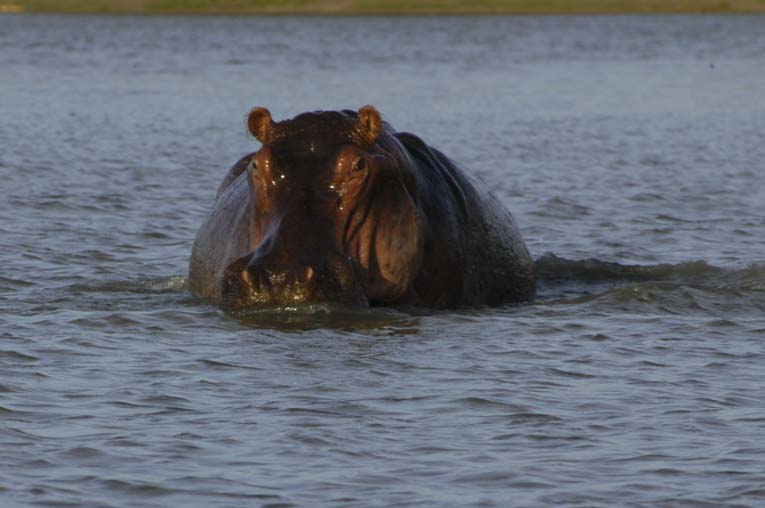 Hippo