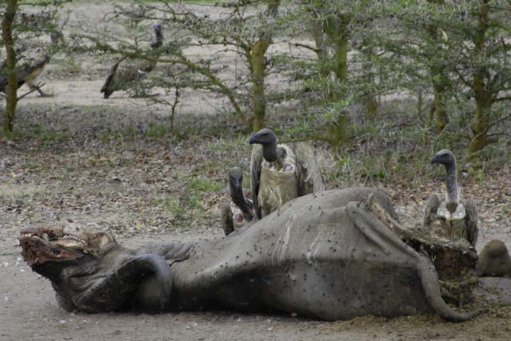 Remains