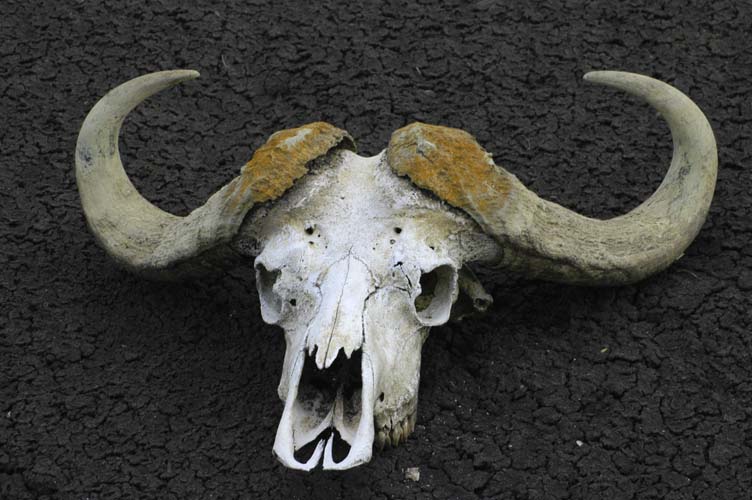 Skull