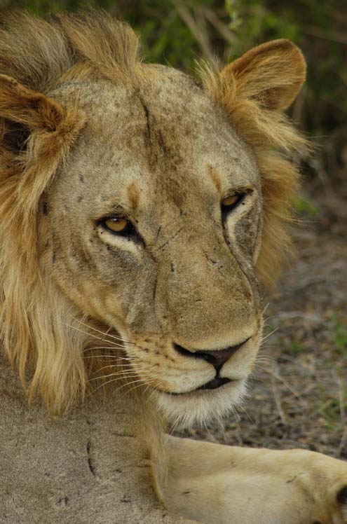 Male Lion