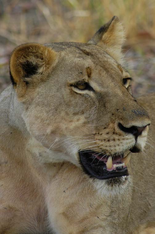 Female lion